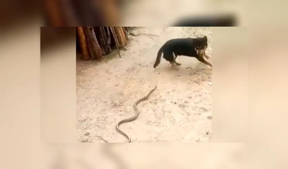 YouTube viral: Perro encuentra a peligrosa serpiente asesina y hace esto para salvar la vida de su amo 