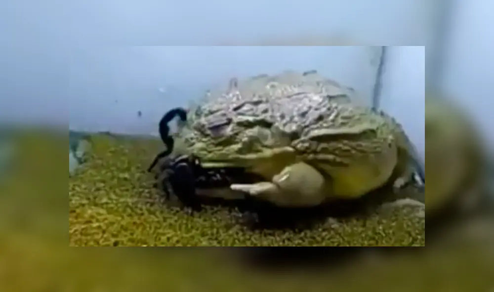 YouTube viral: extraña rana toro devora reptiles e insectos en unas cuantas mordidas [VIDEO]