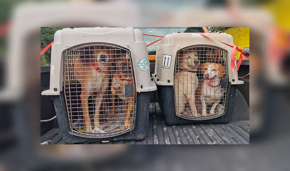 Perros abandonados se van de México tras ser adoptados en hogares de Canadá