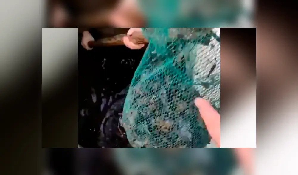 Facebook viral: Niño entra a pozo y descubre 'aterradoras' criaturas que sorprenden a miles [VIDEO]