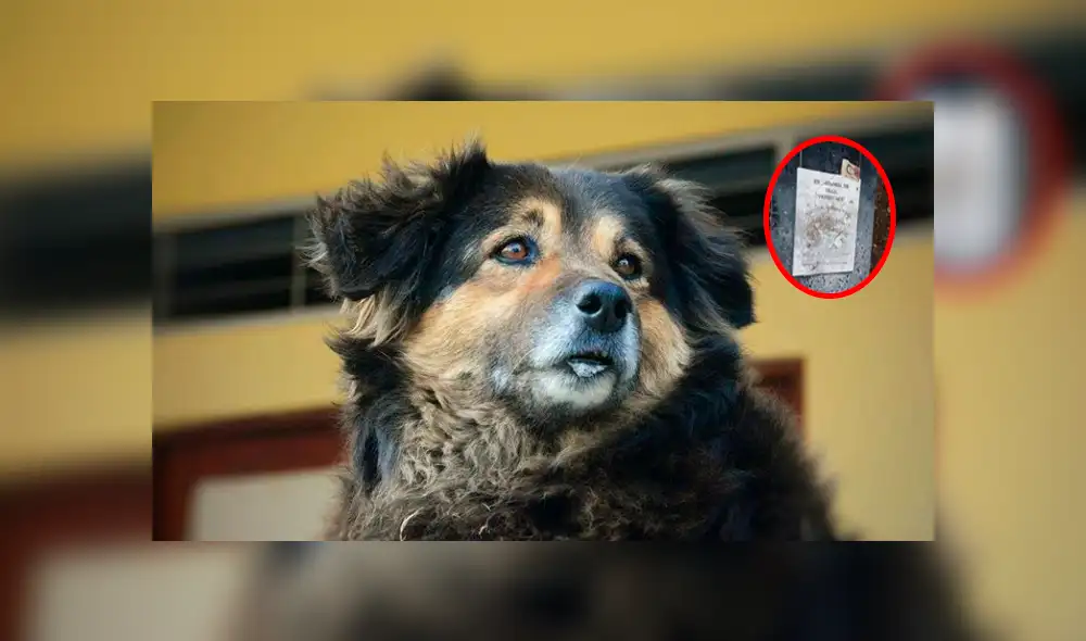 ¡Injusticia total! Destruyen tumba de ‘perrovaca’ aparentemente durante el concierto ‘Día del Rock’