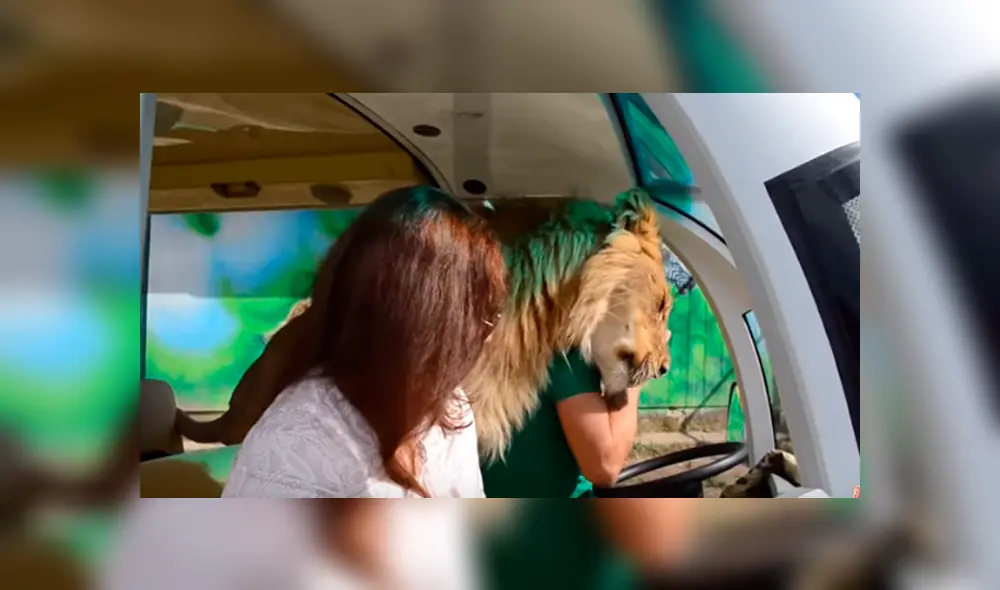Desliza hacia la izquierda para ver la inesperada bienvenida que le dio un enorme león a una turistas que hacía safari. El video es viral en YouTube. Desliza hacia la izquierda para ver la inesperada bienvenida que le dio un enorme león a una turistas que hacía safari. El video es viral en YouTube.