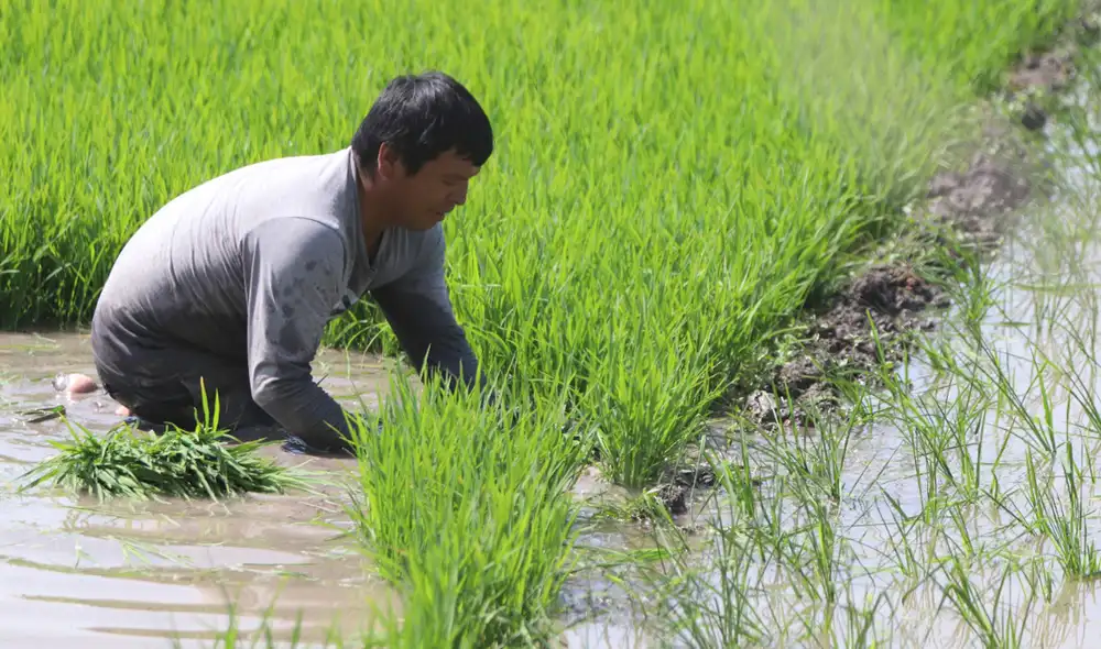 1. Son 25.000 hectáreas de arroz que sembrará en la campaña agrícola 2022-2023. Foto: La República 1. Son 25.000 hectáreas de arroz que sembrará en la campaña agrícola 2022-2023. Foto: La República