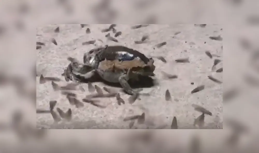 Desliza para ver los detalles del video viral publicado en YouTube. Foto: Captura. Desliza para ver los detalles del video viral publicado en YouTube. Foto: Captura.