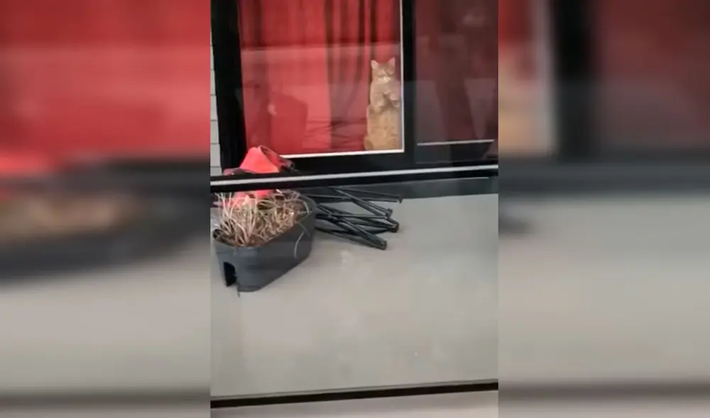 Desliza las imágenes para apreciar la amorosa acción de un gato para volver a encontrarse con su ‘amigo’. Foto: Captura de Facebook