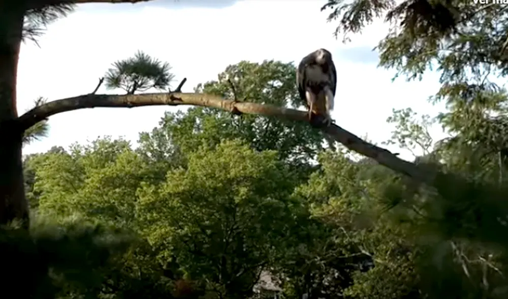 Desliza hacia la izquierda para ver las imágenes del viral de YouTube. Foto: ViralHog.