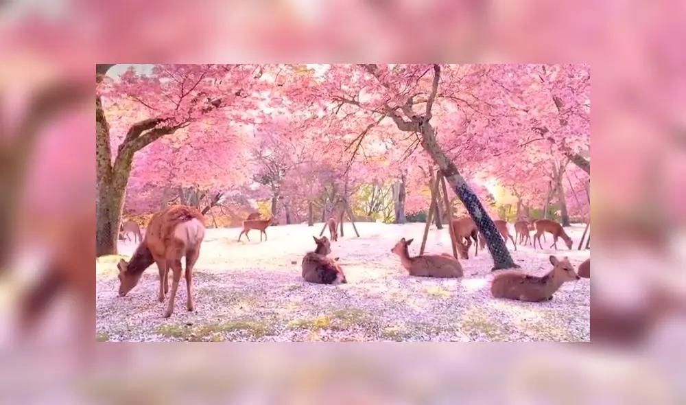 En Japón, decenas de ciervos reposaron bajo los cerezos en flor durante el aislamiento obligatorio. Foto: El País En Japón, decenas de ciervos reposaron bajo los cerezos en flor durante el aislamiento obligatorio. Foto: El País