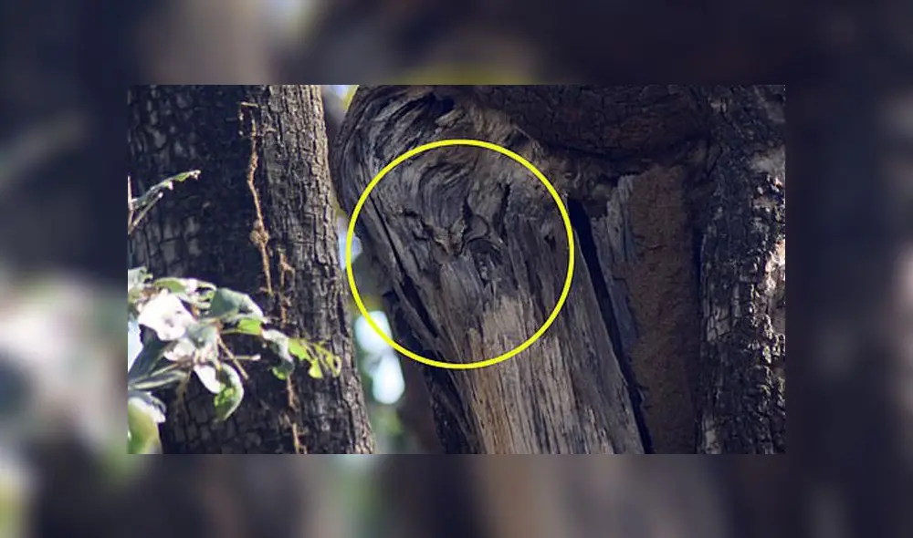 Desliza las imágenes para ver el lugar exacto en que esta astuta ave se encuentra oculta. Foto: Varun Jain/Twitter