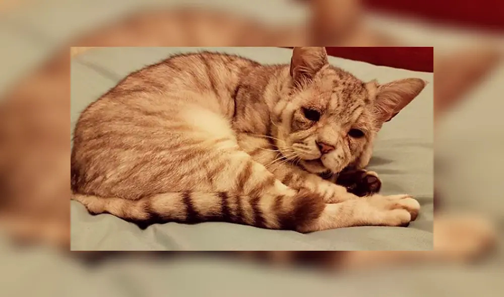 Gato con extraño síndrome fue abandonado por su aspecto y ahora tiene una nueva familia Gato con extraño síndrome fue abandonado por su aspecto y ahora tiene una nueva familia