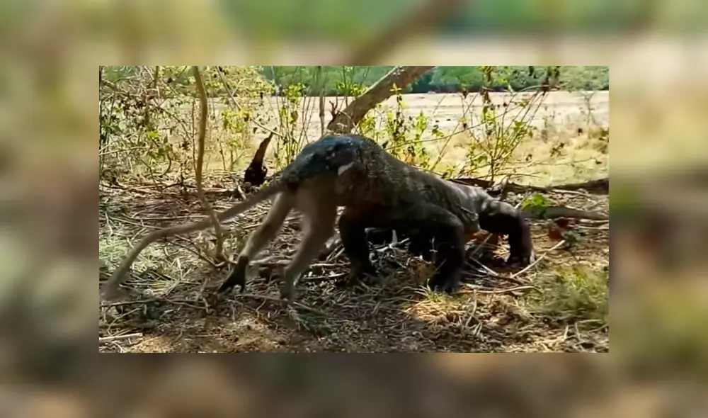 Un video viral muestra como un enorme dragón de komodo devora por completo a un indefenso mono.