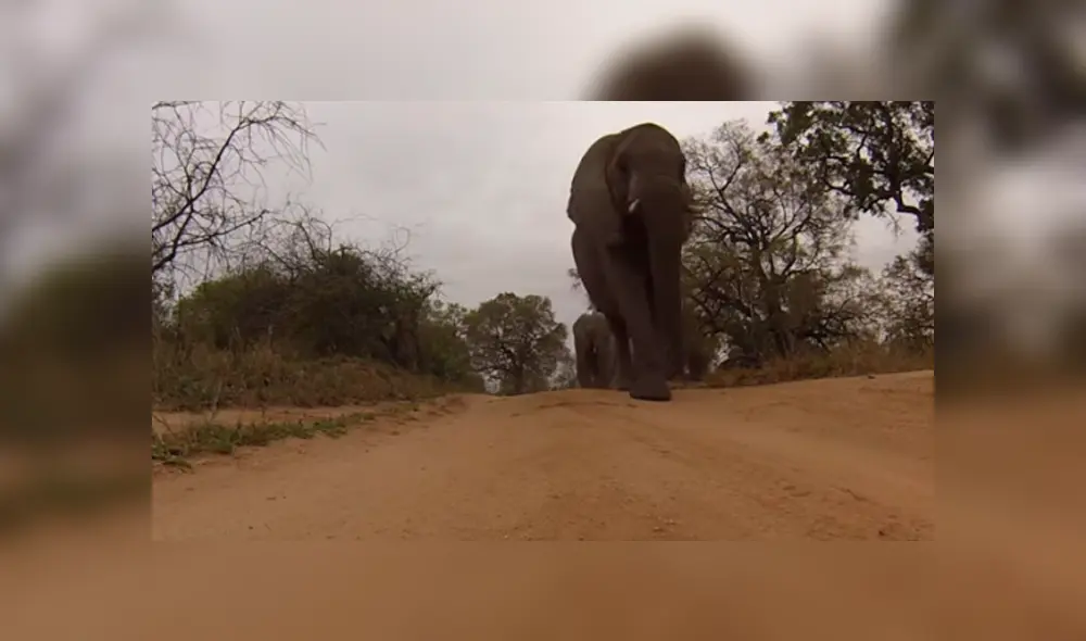 Desliza hacia la izquierda para ver a los animales silvestres que son virales en YouTube.