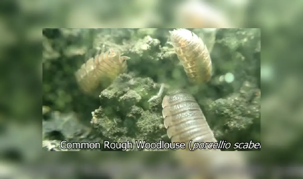 Desliza las imágenes para ver más detalles sobre este increíble experimento. (Foto: captura/Jartopia)