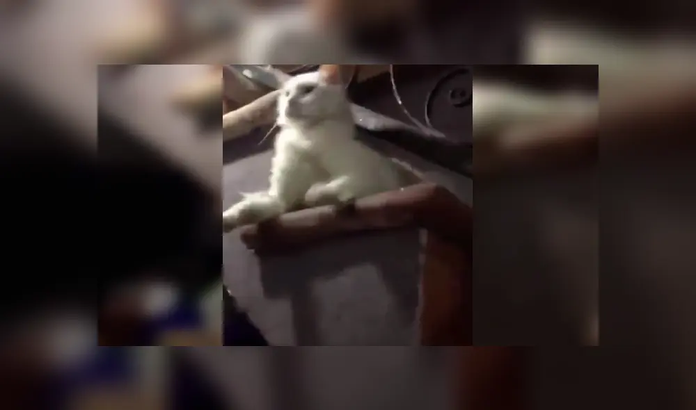 Desliza para ver el desenlace de este video viral de Facebook. Foto: Captura.