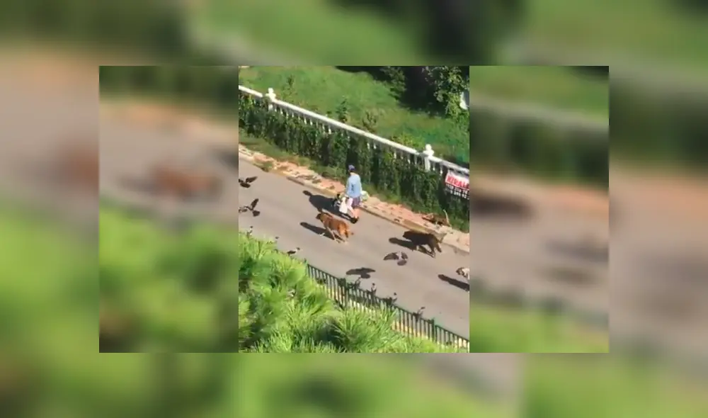 Desliza hacia la izquierda para ver más del video viral. Fotocaptura: Twitter Desliza hacia la izquierda para ver más del video viral. Fotocaptura: Twitter