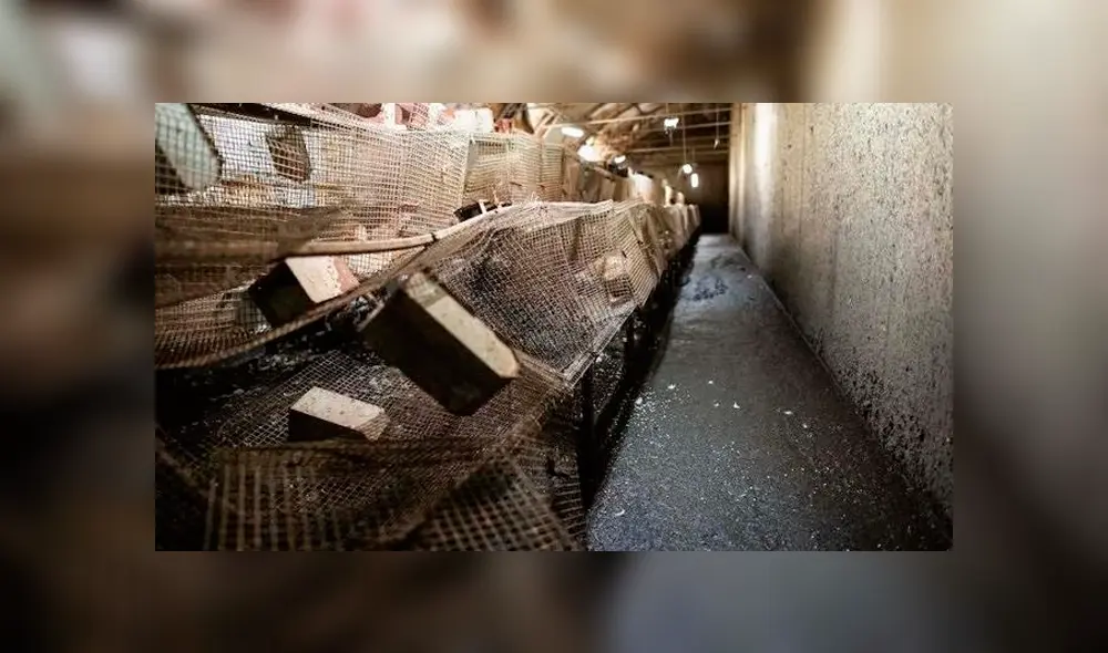 Las jaulas de los animales están en mal estado y el estiércol se acumula por el suelo. Foto: L214 Las jaulas de los animales están en mal estado y el estiércol se acumula por el suelo. Foto: L214