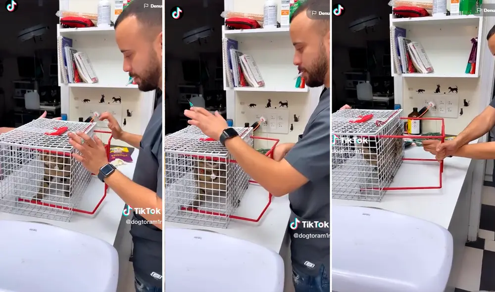 Dueños de mascotas aplaudieron la forma tan rápida en que coloca las vacunas a los gatos. Foto: composición de LR/ captura de TikTok/@Dogtoram1r Dueños de mascotas aplaudieron la forma tan rápida en que coloca las vacunas a los gatos. Foto: composición de LR/ captura de TikTok/@Dogtoram1r