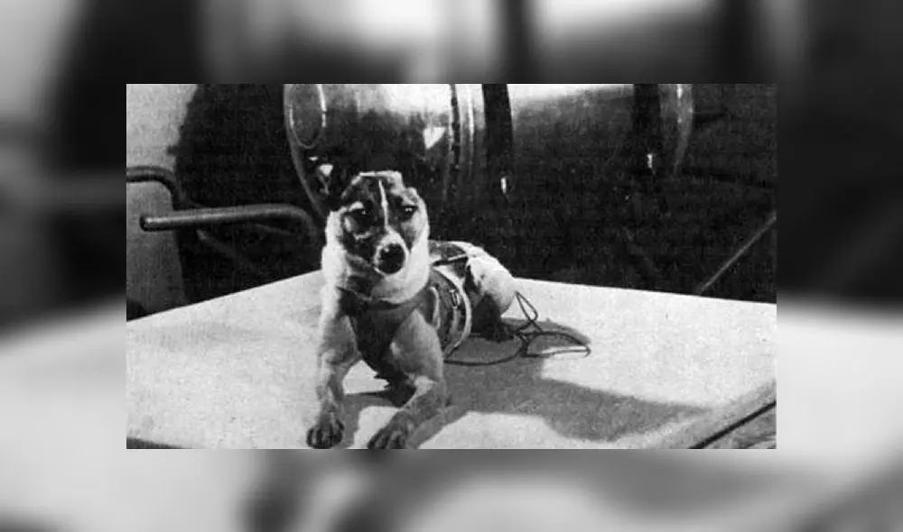 Laika partió al espacio exterior el 3 de noviembre de 1957, pero será recordada por toda la eternidad. Laika partió al espacio exterior el 3 de noviembre de 1957, pero será recordada por toda la eternidad.
