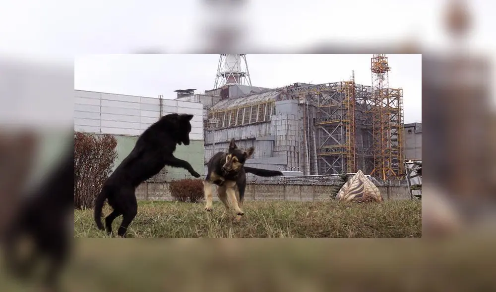 Chernobyl: el cruel destino de los perros radioactivos tras el accidente nuclear
