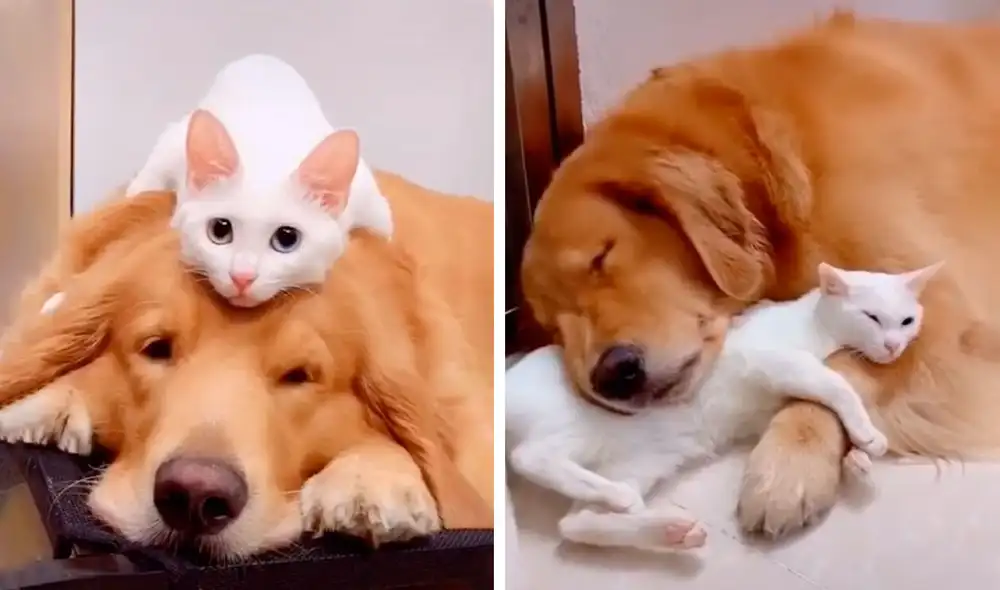 Desliza las imágenes para conocer la verdadera amistad entre un perro y un gato que son inseparables. Foto: Captura de Facebook Desliza las imágenes para conocer la verdadera amistad entre un perro y un gato que son inseparables. Foto: Captura de Facebook