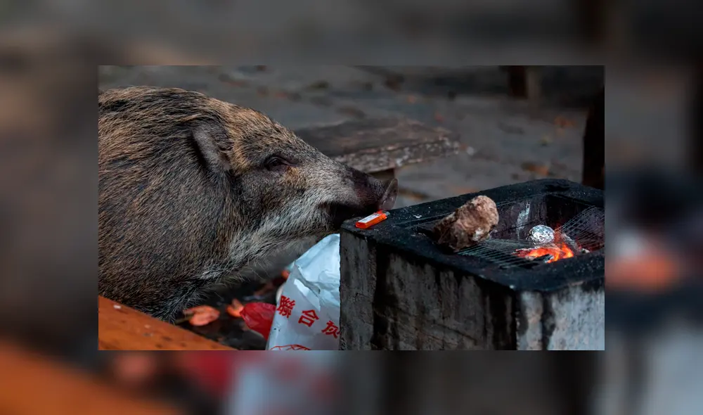 China: Hong Kong se enfrenta a una invasión de jabalíes [FOTOS]