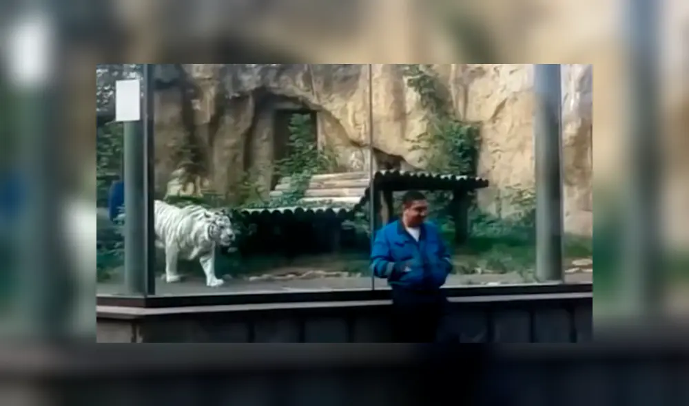 Un video viral de YouTube muestra la reacción que tuvo un tigre blanco al estar a pocos metros de turista, en zoológico. Un video viral de YouTube muestra la reacción que tuvo un tigre blanco al estar a pocos metros de turista, en zoológico.