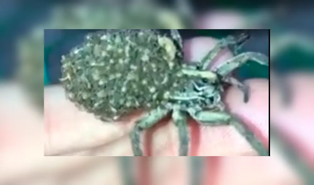 Facebook viral: graban a enorme tarántula llevando a sus cientos de crías a su nido [VIDEO]