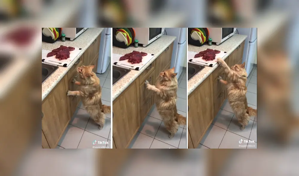 Desliza las imágenes para ver más sobre la travesura de este felino que es viral en TikTok. Desliza las imágenes para ver más sobre la travesura de este felino que es viral en TikTok.