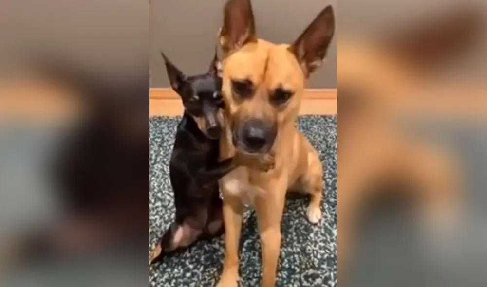 Desliza hacia la izquierda para ver más fotos de estos 'mejores amigos' que se roban las miradas con sus poses. Foto: captura de Facebook Desliza hacia la izquierda para ver más fotos de estos 'mejores amigos' que se roban las miradas con sus poses. Foto: captura de Facebook