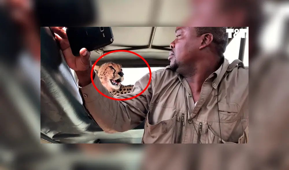 Imprudente hombre intenta tomarse un selfie con un guepardo y el desenlace asombra las redes [VIDEO]