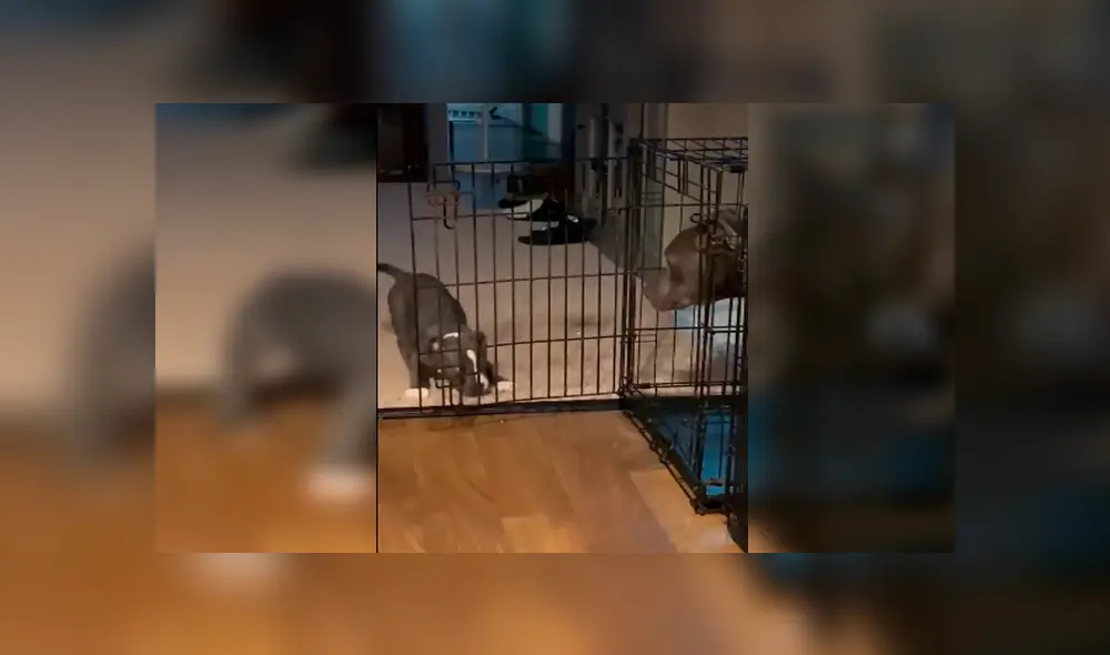 Desliza las imágenes para observar la emotiva acción de un cachorro para ayudar a su padre que fue castigado.