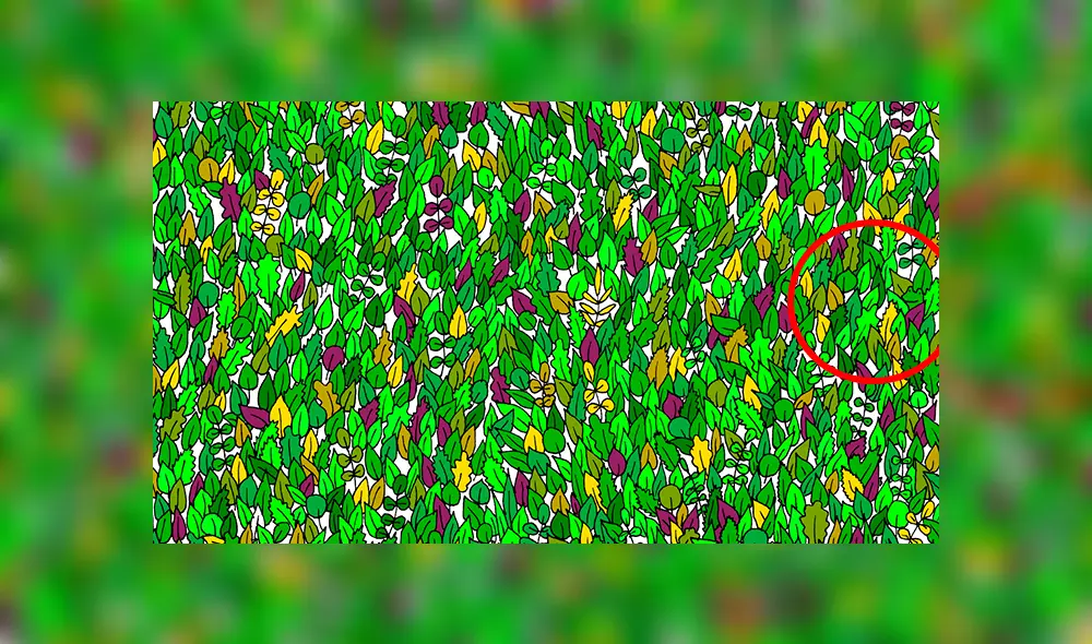 Facebook viral: halla al sapo bebé escondido entre hojas, el reto visual que casi nadie puede superar