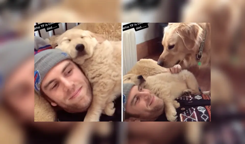 Mediante TikTok se hizo viral el momento en que un perro se pone celoso al ver a su dueño con otro can. Mediante TikTok se hizo viral el momento en que un perro se pone celoso al ver a su dueño con otro can.