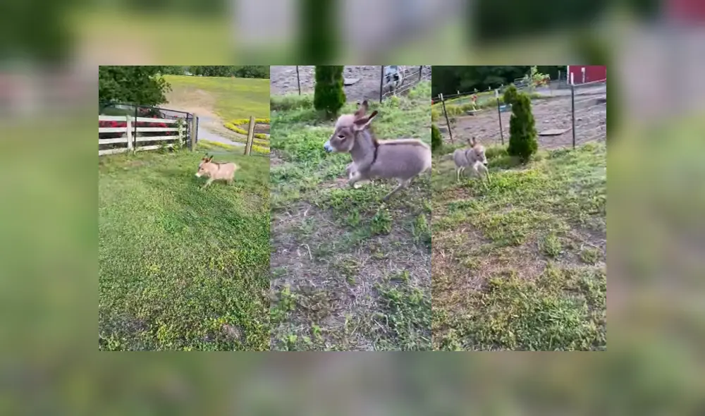 Desliza para ver los detalles de este gracioso video viral de Facebook. Foto: Captura. Desliza para ver los detalles de este gracioso video viral de Facebook. Foto: Captura.