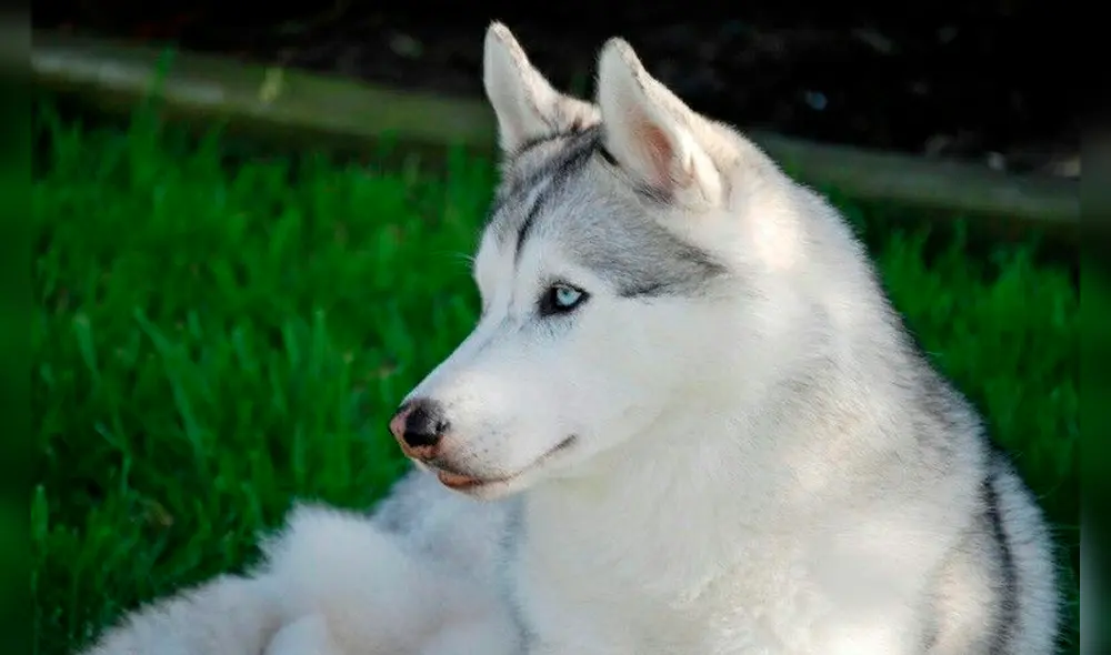 Perro conmueve a las redes sociales al cuidar a pacientes en veterinaria [FOTOS] 