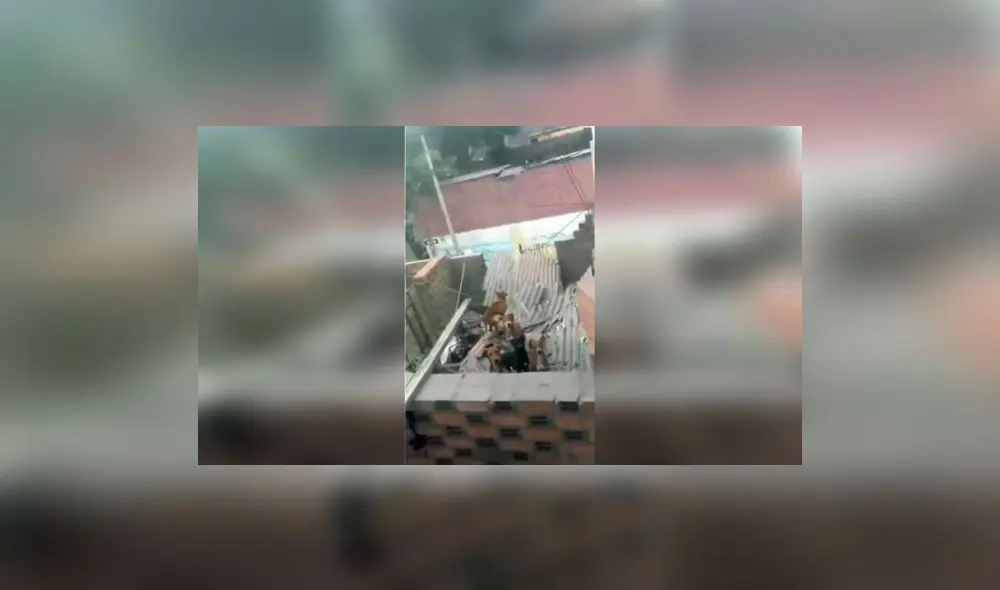 Canes abandonados viven rodeados de basura y de sus heces / Crédito: RPP Noticias Canes abandonados viven rodeados de basura y de sus heces / Crédito: RPP Noticias