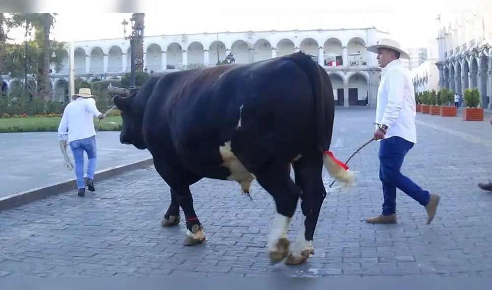 ¡Insólito! Sacan a pasear a toro de pelea a la plaza de Armas de Arequipa [VIDEO]