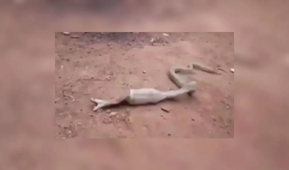 YouTube: el impresionante momento en que una cobra regurgita una botella de plástico