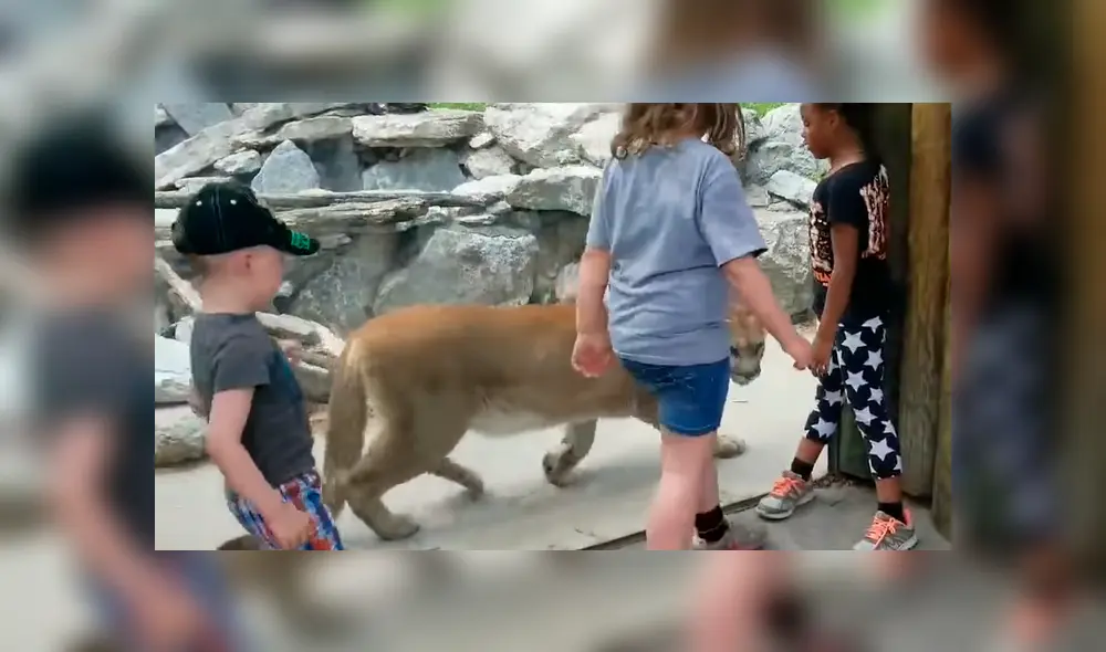 Facebook viral: perro ingresa a zoológico y se encuentra con hambriento puma [VIDEO]