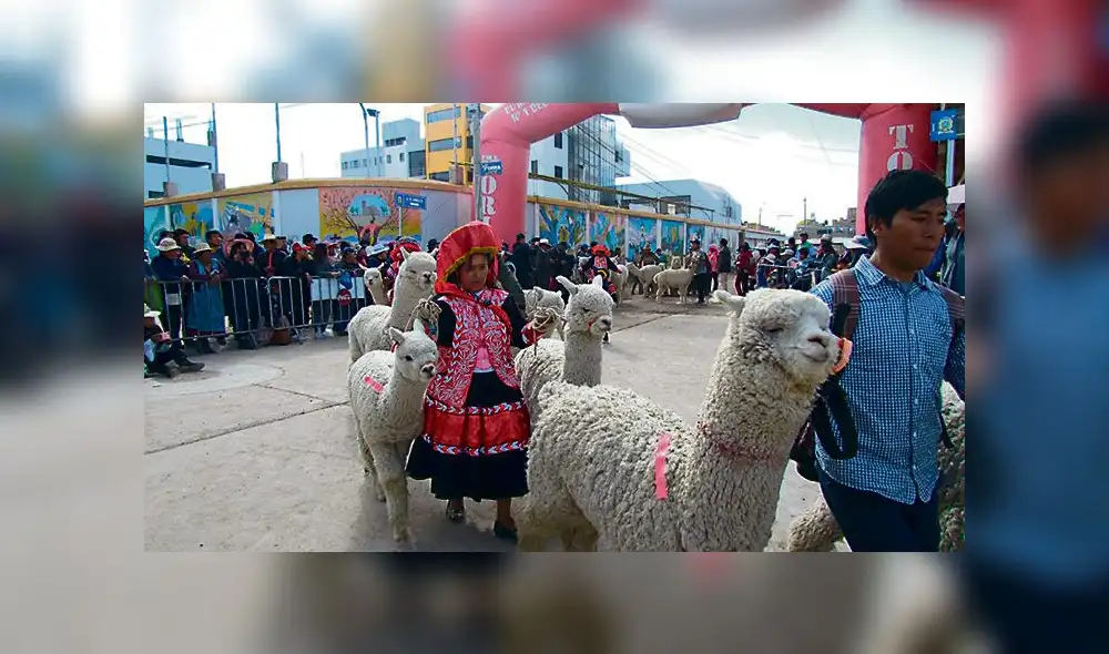 Puno: Desfile de alpacas de Juliaca batió el récord Guinness [FOTOS y VIDEO]