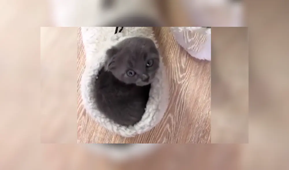 En YouTube, un joven se acercó con cuidado a su pantufla y descubrió a su tierna mascota realizando una travesura. En YouTube, un joven se acercó con cuidado a su pantufla y descubrió a su tierna mascota realizando una travesura.