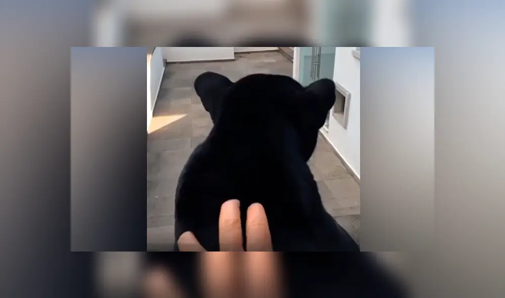 Desliza hacia la izquierda para ver el comportamiento de una pantera que aparece en el viral de YouTube.