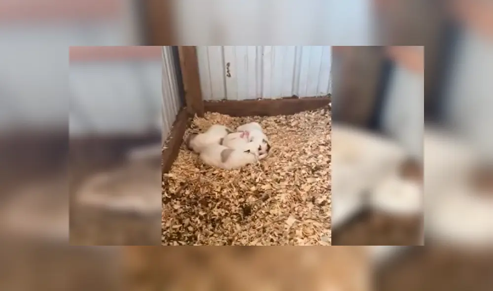 Video es viral en YouTube. Dueña de la perra se percató de la emotiva escena y no dudó en grabarla para compartirla en redes Video es viral en YouTube. Dueña de la perra se percató de la emotiva escena y no dudó en grabarla para compartirla en redes