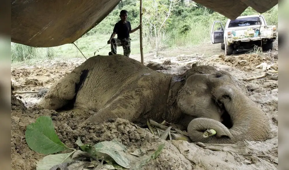 Asesinan a un centenar de elefantes para vender su marfil en China y Camboya Asesinan a un centenar de elefantes para vender su marfil en China y Camboya