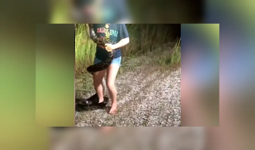 YouTube viral: mujer intenta capturar a enorme pitón con las manos, sin imaginar la reacción del depredador