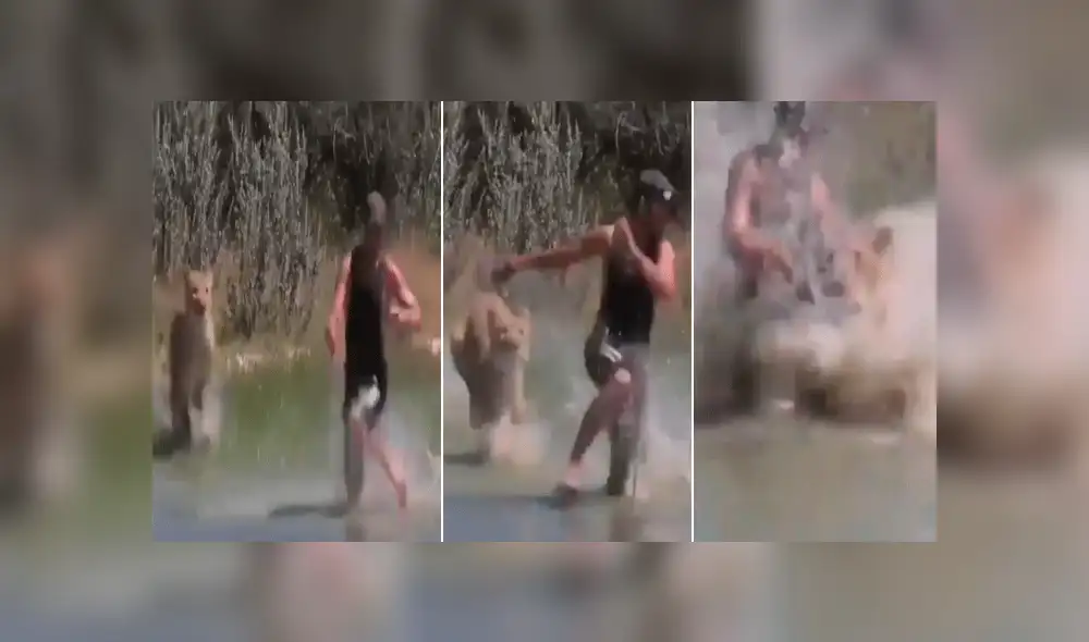 Feroz leona se encuentra con osado turista dentro de su hábitat y el desenlace impacta a miles [VIDEO]