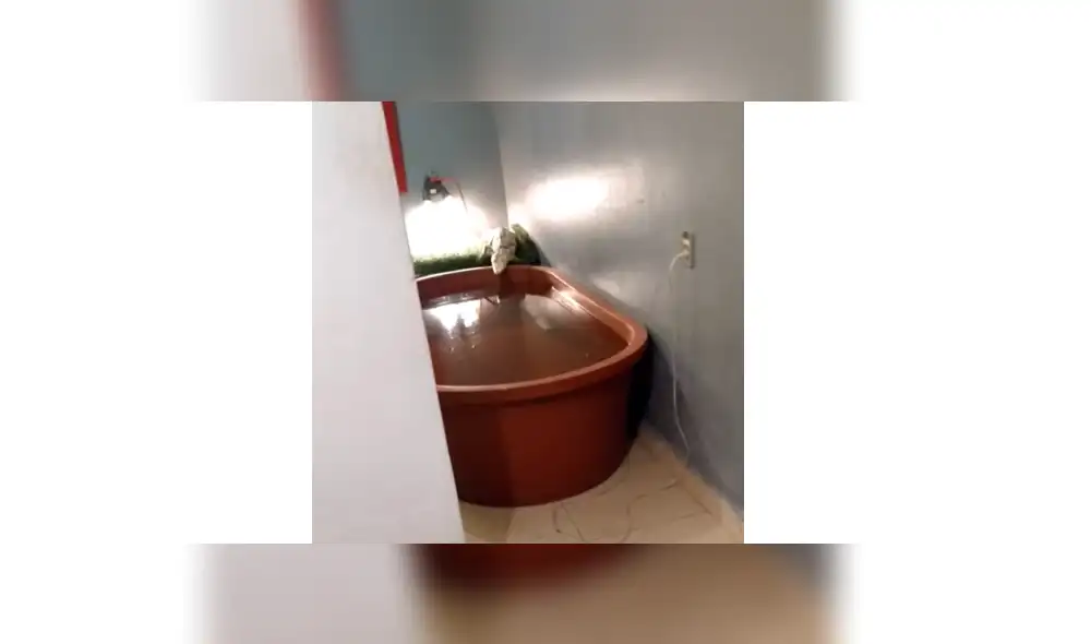 Hombre adiestra a cocodrilo y lo convierte en una obediente mascota, hecho que sorprendió a miles de YouTube. Hombre adiestra a cocodrilo y lo convierte en una obediente mascota, hecho que sorprendió a miles de YouTube.