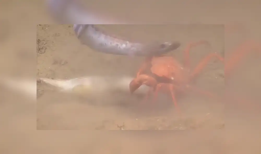 Video es viral en Facebook. Científicos captaron la feroz lucha de un cangrejo por salvar su presa de dos anguilas que intentaban arrebatársela Video es viral en Facebook. Científicos captaron la feroz lucha de un cangrejo por salvar su presa de dos anguilas que intentaban arrebatársela