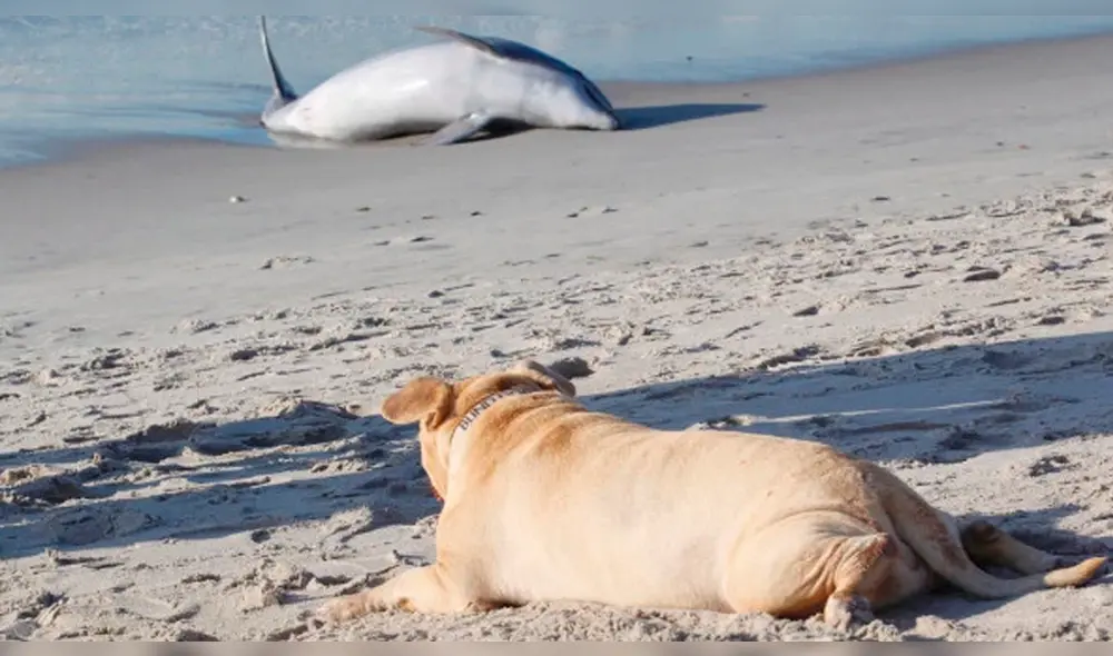 El perro se acercó inmediatamente al delfín para intentar socorrerlo. Foto: G.N. Miller El perro se acercó inmediatamente al delfín para intentar socorrerlo. Foto: G.N. Miller