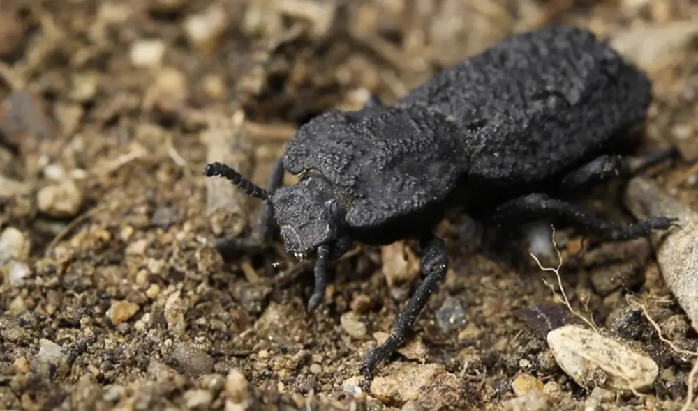 El diabólico escarabajo acorazado proviene de Baja California y el suroeste de los Estados Unidos  | Foto: David Kisailus / UCI