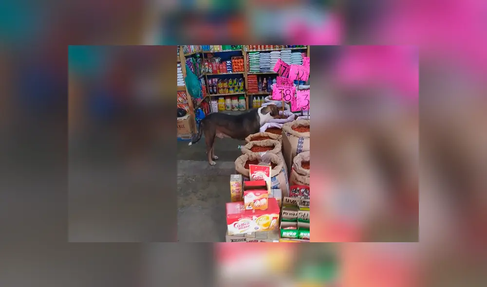 Desliza las imágenes para conocer la noble acción de un joven para ayudar a un perro hambriento. Foto: Captura.